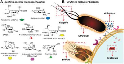 Opportunities and Challenges of Bacterial Glycosylation for the Development of Novel Antibacterial Strategies